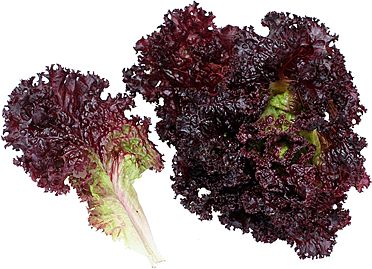 lettuce lolla rosa